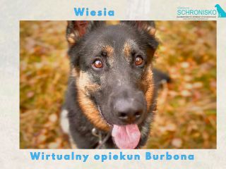 Wirtualny opiekun Burbona