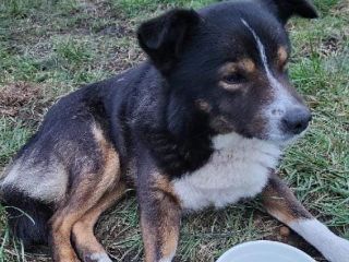 Bubu