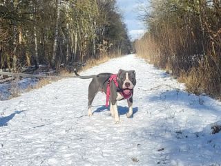 Fiodor