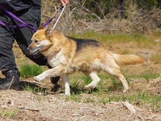Neron