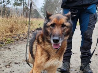 c_320_240_16777215_0_0_images_psy_suczki_MOLLY_6_29.01.2023.jpg